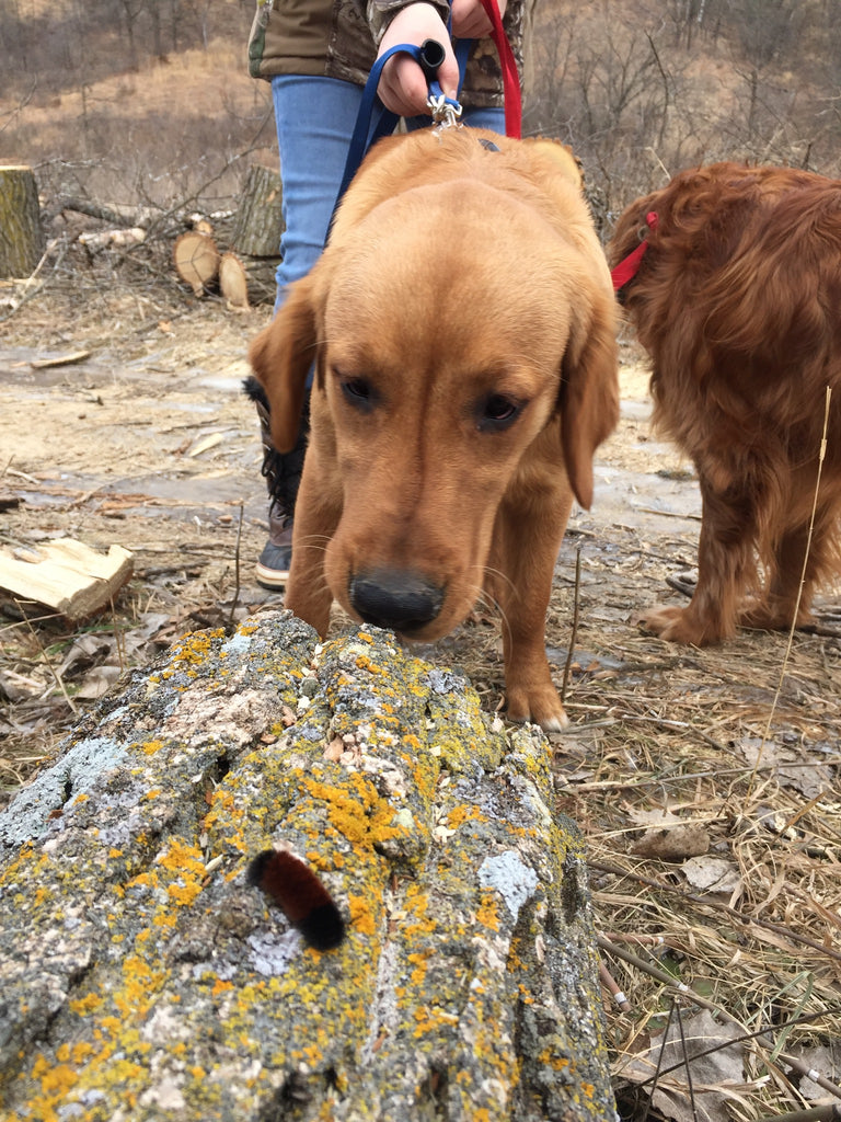 Day 13, Sunday, January 13, 2019